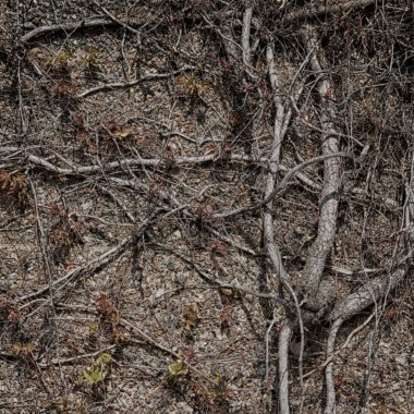 Duvardaki doğal şubesi ile 