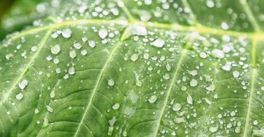 bir yaprak yağmur sonra bazı damla 