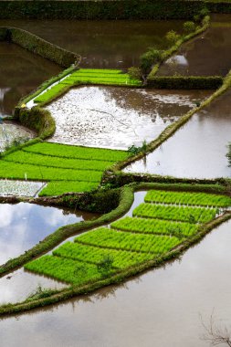   coultivation pirinç Teras alanı   