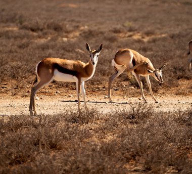  Kış ormanda vahşi Impala