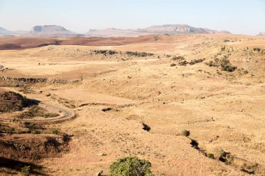   Güney Afrika'da kara çalı ve ağaç 