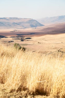   Güney Afrika'da kara çalı ve ağaç 