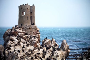Güney Afrika yaban hayatı doğa kuşları ve kayalar