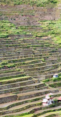   coultivation pirinç Teras alanı   
