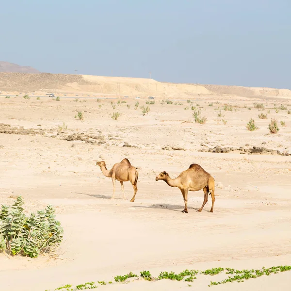 사막의 바다 근처 무료 단 봉 낙 타 오만 빈 분기에 — 스톡 사진