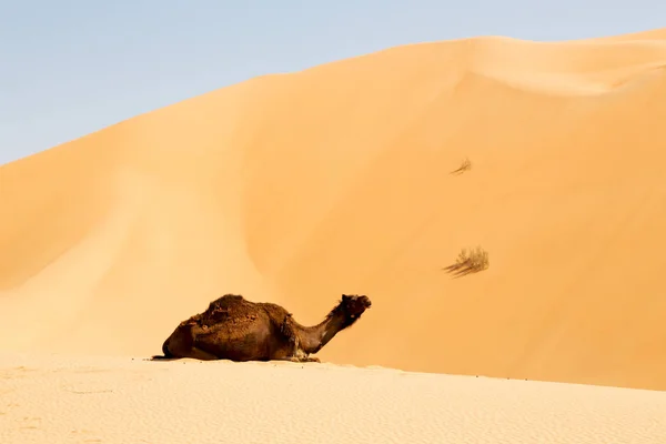 In oman empty quarter of desert a free dromedary near the  sky — Stock Photo, Image
