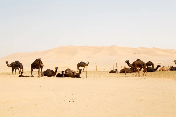 In oman lege kwartaal van woestijn een gratis dromedaris in de buurt van de hemel — Stockfoto