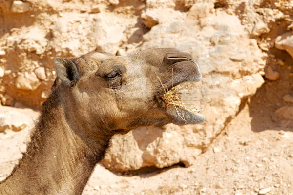 En Oman vacío cuarto de desierto un dromedario libre cerca del cielo — Foto de Stock