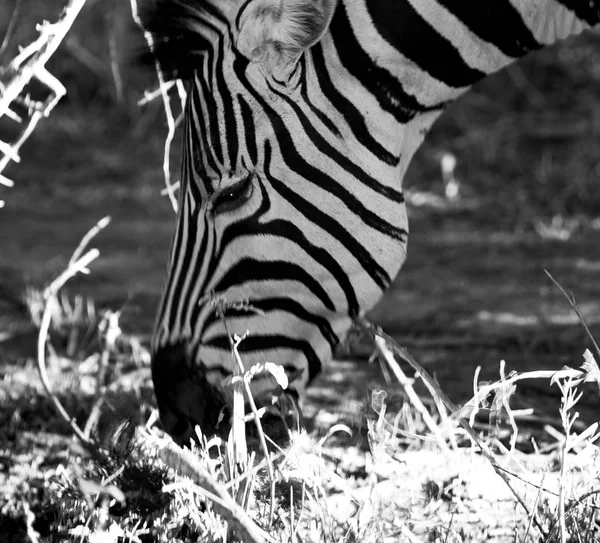 W RPA przyrody rezerwatu przyrody i zebra — Zdjęcie stockowe