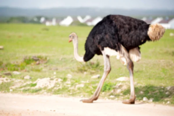 In Sudafrica riserva naturale faunistica e struzzo — Foto Stock