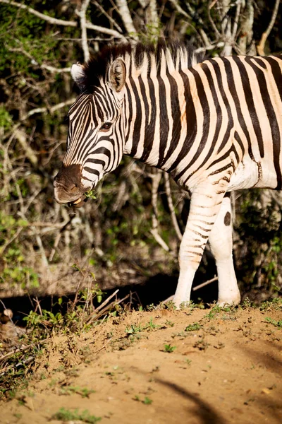 Güney Afrika yaban hayatı doğa rezerv ve zebra — Stok fotoğraf