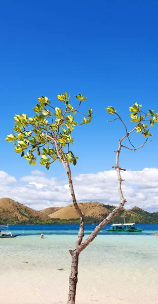 En la hermosa isla cosatline y el árbol — Foto de Stock