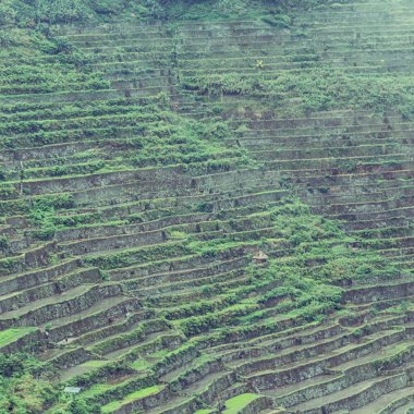   coultivation pirinç Teras alanı   