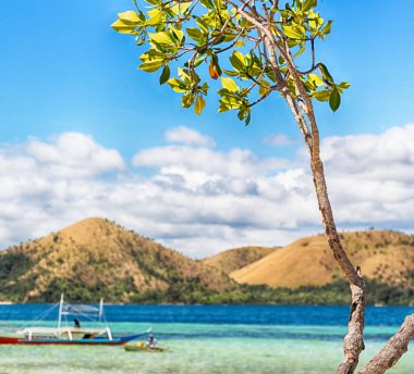 güzel ada cosatline ve ağaç  