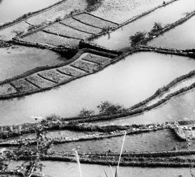   coultivation pirinç Teras alanı   