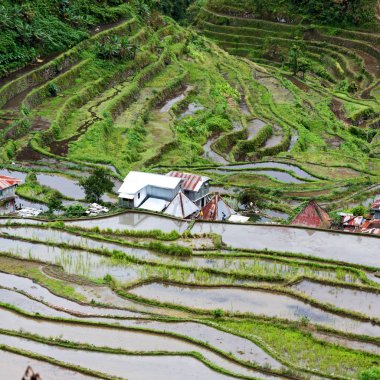   coultivation pirinç Teras alanı   