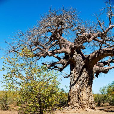    Güney Afrika ev ve baobab  