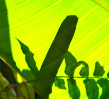 yaprak gibi arka plan kapat