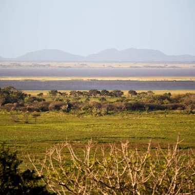   Güney Afrika su birikintisi Gölü tabiatı ve bush