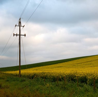 Güney Afrika'da kolza alanında kapat 