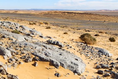  bush morocco sahara eski fosil  