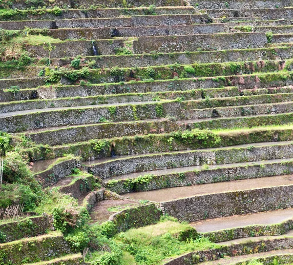 Campo terrazza per la coltivazione del riso — Foto Stock