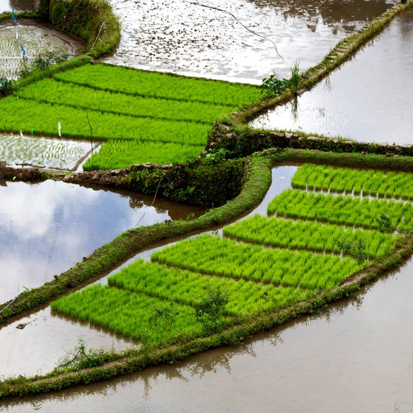 Campo de terraço para coultivação de arroz — Fotografia de Stock