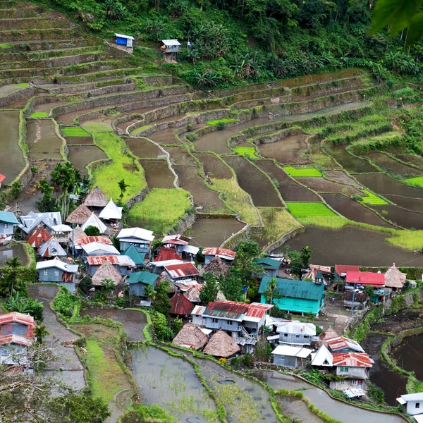 Terrace   field for  coultivation of rice — Stock Photo, Image