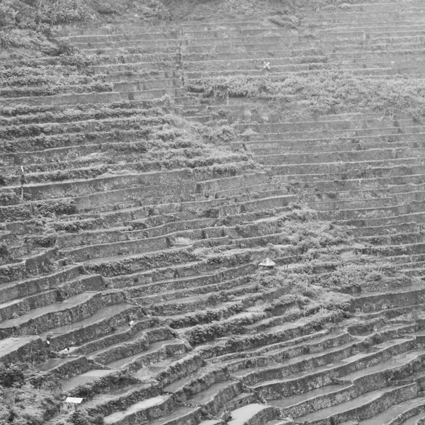 Campo de terraço para coultivação de arroz — Fotografia de Stock