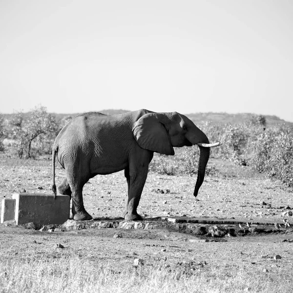 남아 프리 카 야생 동물 자연 보호구와 코끼리 — 스톡 사진