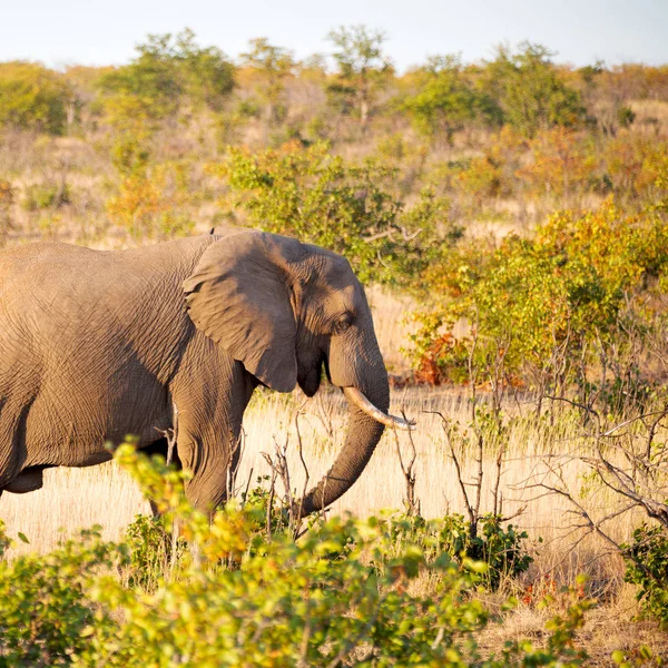 南アフリカの野生動物の自然保護区で象 — ストック写真