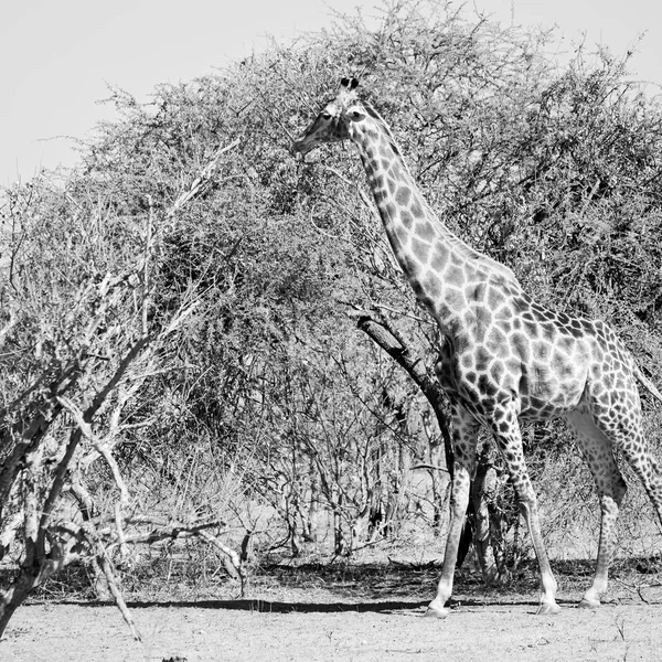 In Sudafrica riserva faunistica e giraffa — Foto Stock