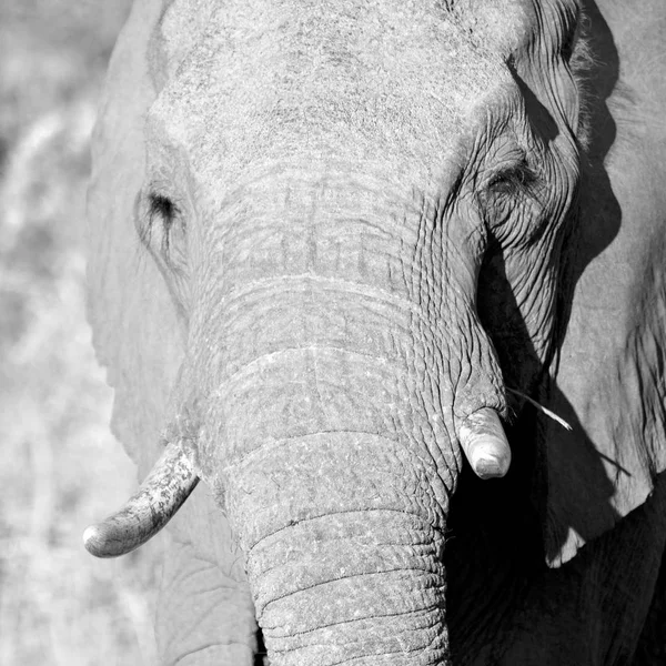 En Afrique du Sud réserve naturelle sauvage et éléphant — Photo