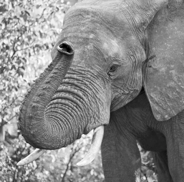 Na África do Sul reserva natural de vida selvagem e elefante — Fotografia de Stock
