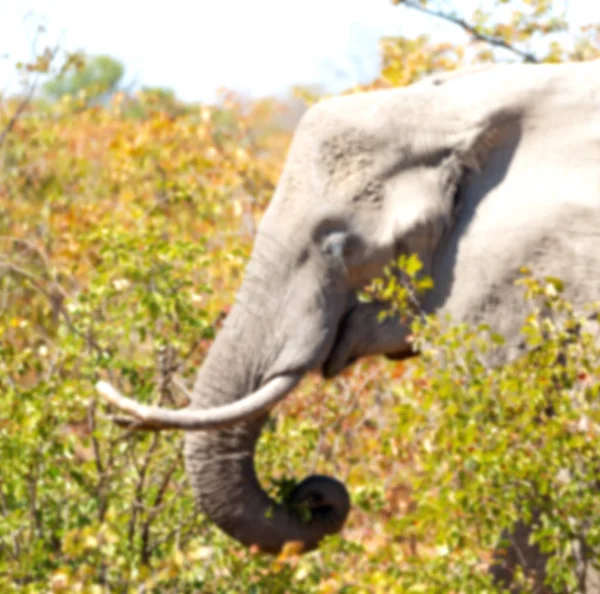 Flou Afrique Sud Kruger Faune Réserve Naturelle Éléphant Sauvage — Photo