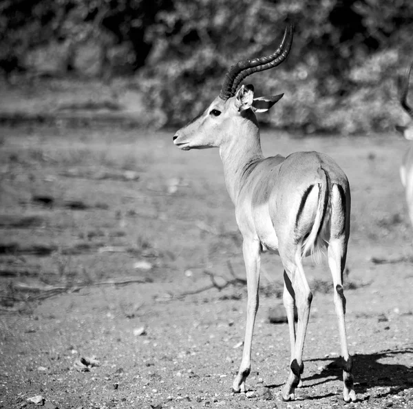 Wild impala in de winter bush — Stockfoto