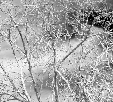 Umman eski ölü ağaç ve gökyüzü ışık