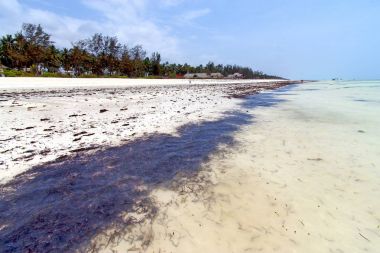 deniz yosunu beach zanzibar Hint Okyanusu  