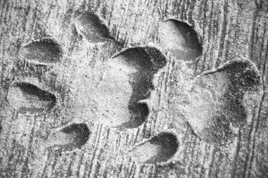     Güney Afrika kirli ayak izi vahşi hayvan  