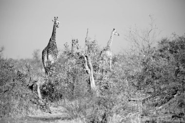 Güney Afrika yaban hayatı rezerv ve zürafa