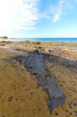 Beyaz kıyısında lanzarote su ve yaz 