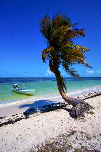 Palm in de blauwe lagune ontspannen en boot sian kaan — Stockfoto