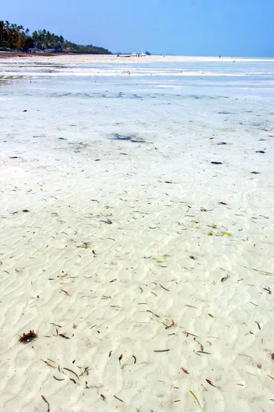 Algas marinas playa zanzíbar indio vela — Foto de Stock