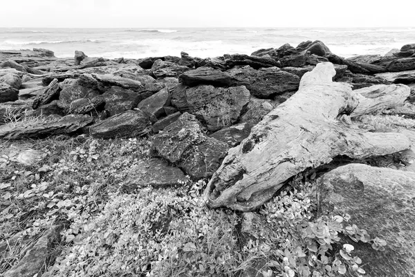 남아 프리 카 공화국 지점 죽은 나무 해안선에 — 스톡 사진