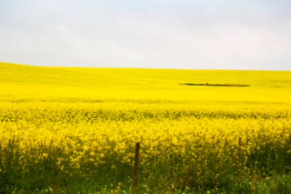 In Südafrika Nahaufnahme des Colza-Feldes — Stockfoto