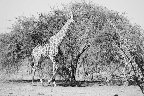 在南非野生动物保护区和长颈鹿 — 图库照片