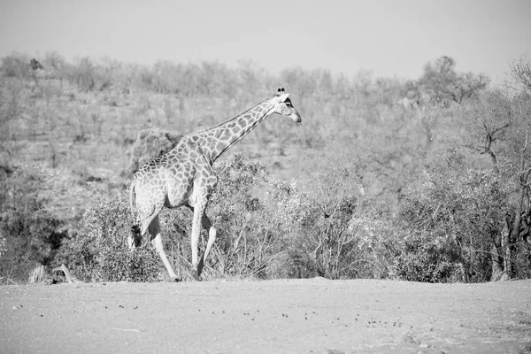 In Zuid-Afrika wildlife reserve en giraffe — Stockfoto