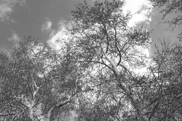 Céu Luz Fundo Árvore Ramo — Fotografia de Stock