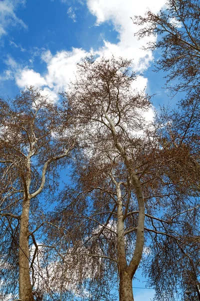 Sky Světlé Pozadí Stromu Větví — Stock fotografie