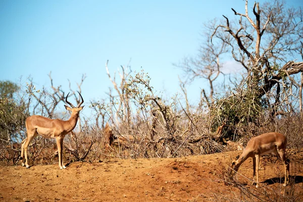 Άγρια impala στη ζούγκλα χειμώνα — Φωτογραφία Αρχείου
